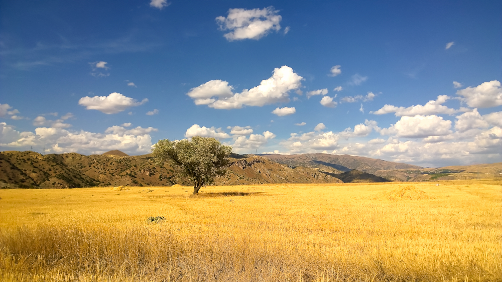 2019 Georgia Armenia Header Image